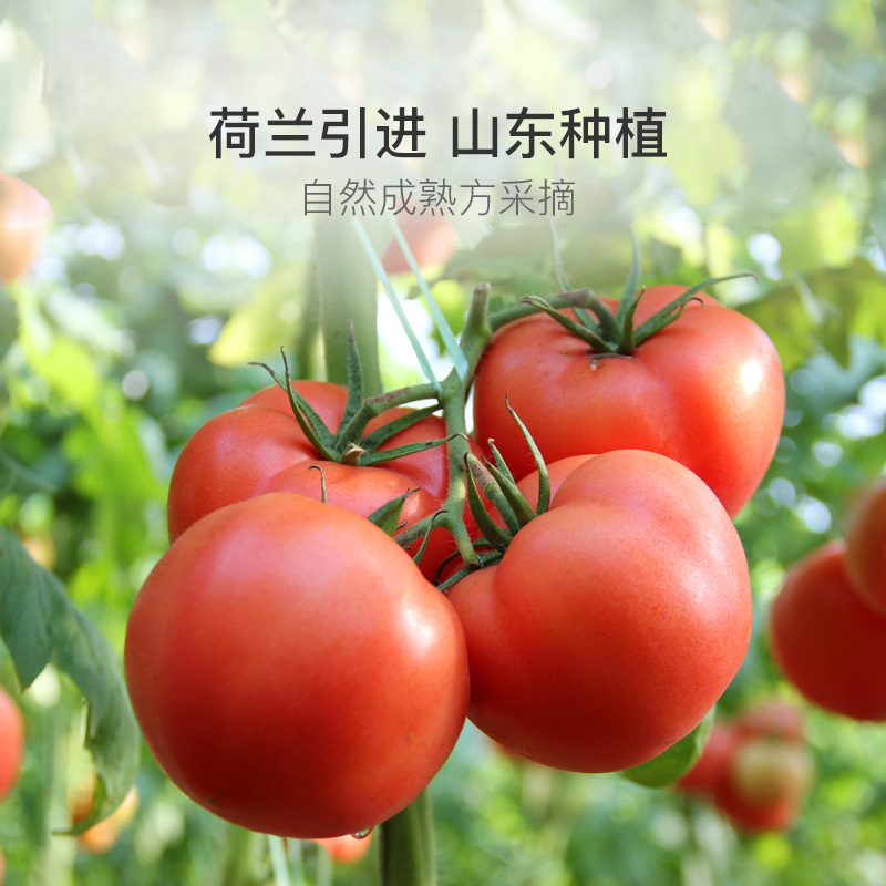 當水果吃的番茄貴族，普羅旺斯番茄 4.5斤