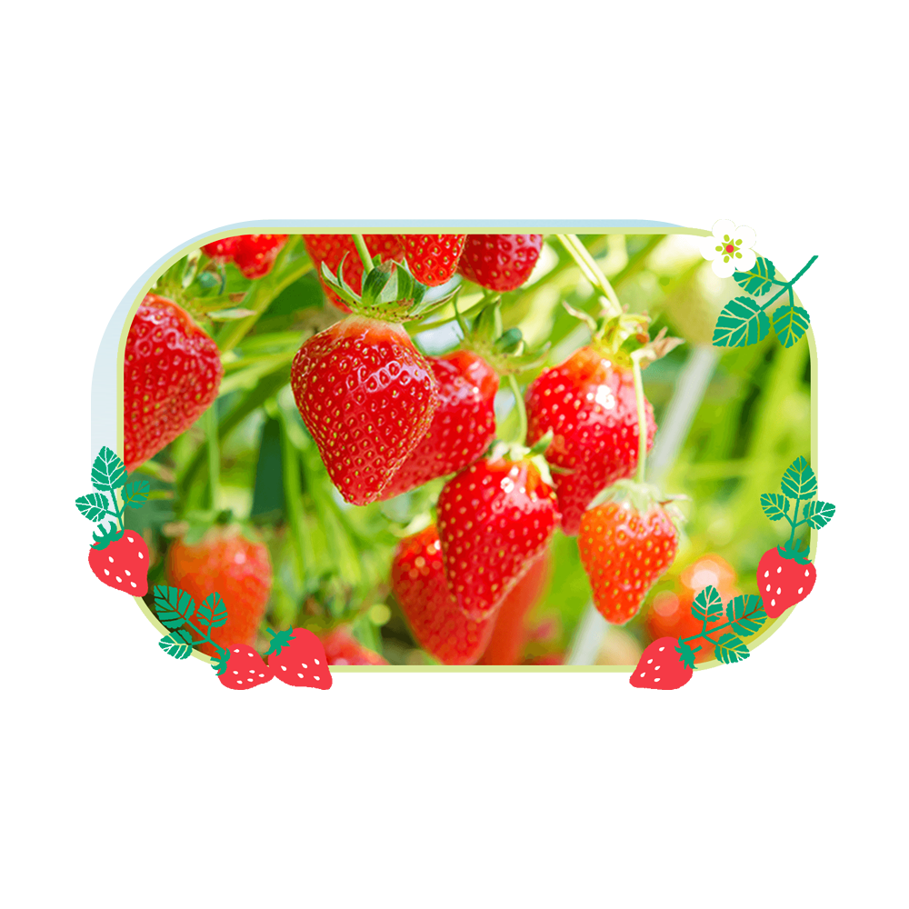 LULULUN 地域限定櫪木草莓面膜 草莓