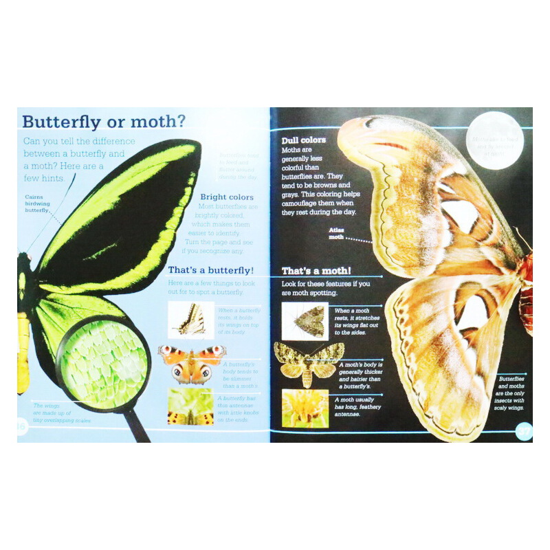 英文原版 Scholastic Discover More Bugs 學樂發現系列自然科普 昆蟲
