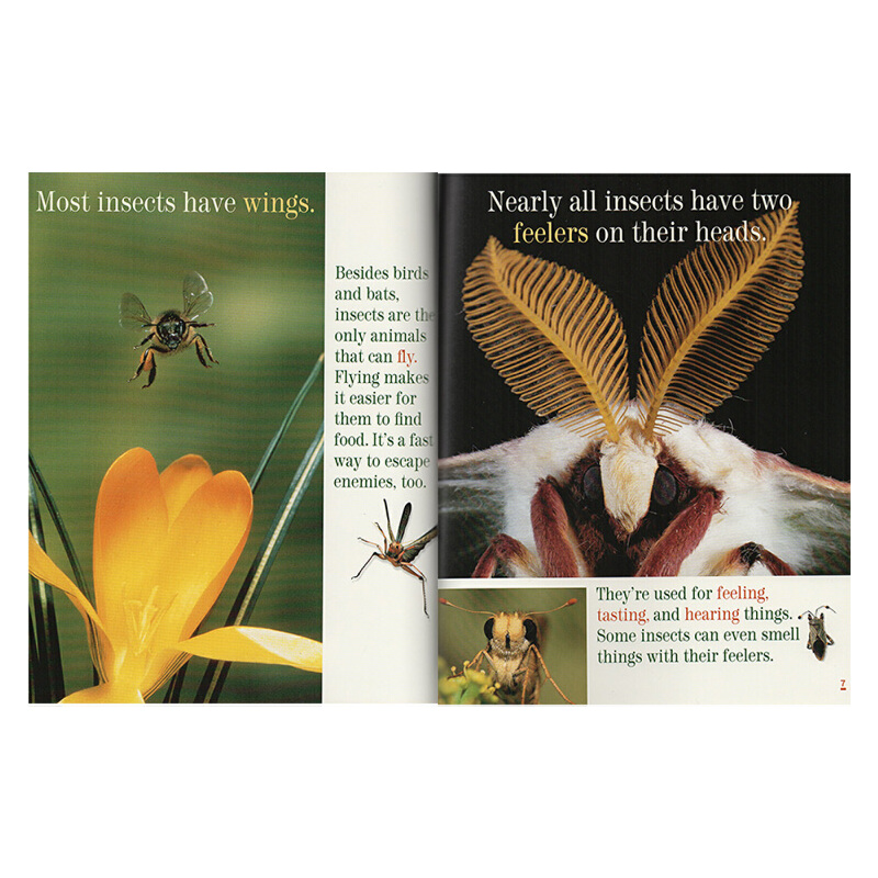 英文原版 美國國家地理 National Geographic Kids Insects 昆蟲 兒童啟蒙科普讀物